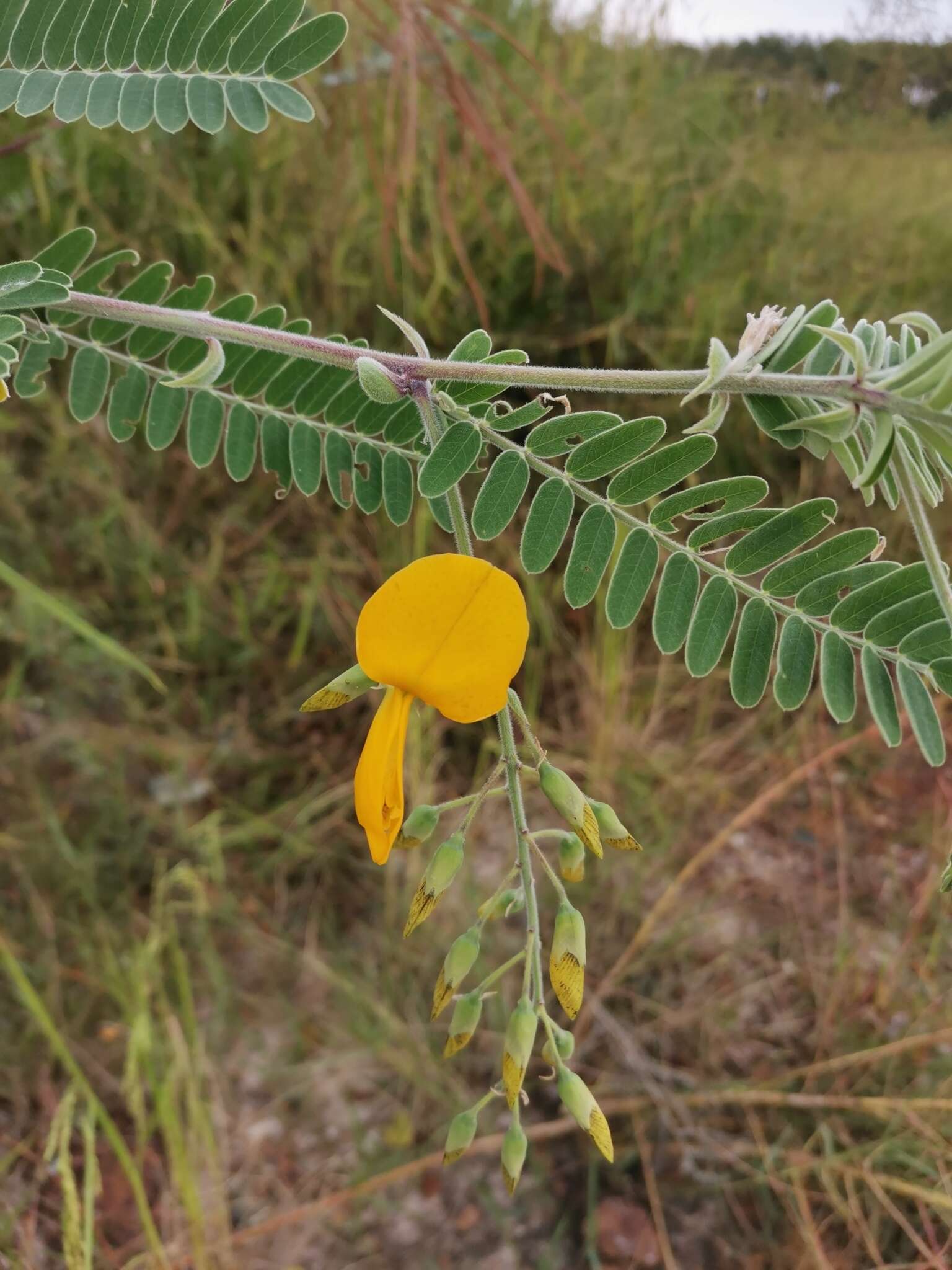 Sesbania javanica Miq. resmi