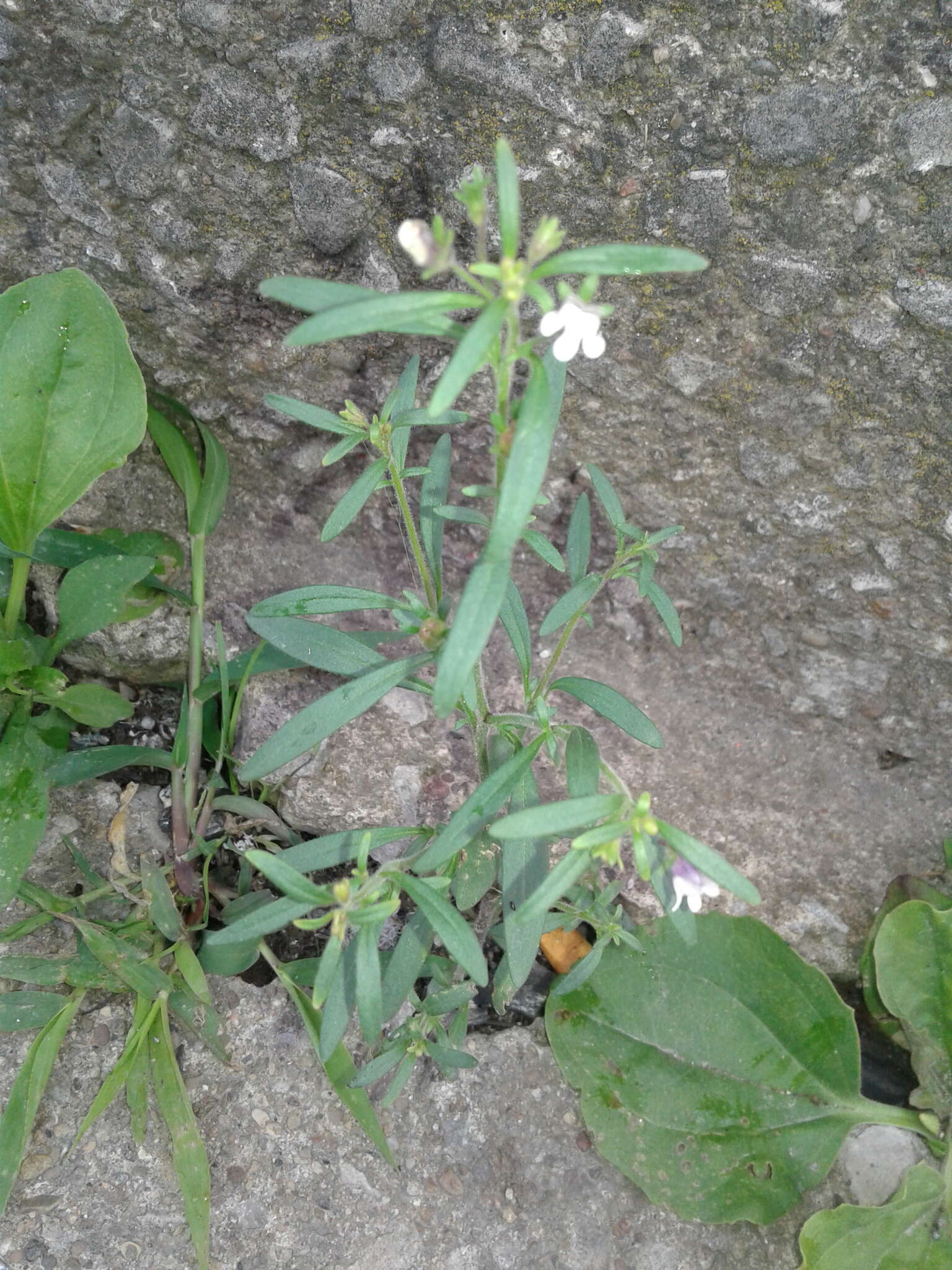 Image of dwarf snapdragon