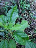 Image de Alchornea latifolia Sw.