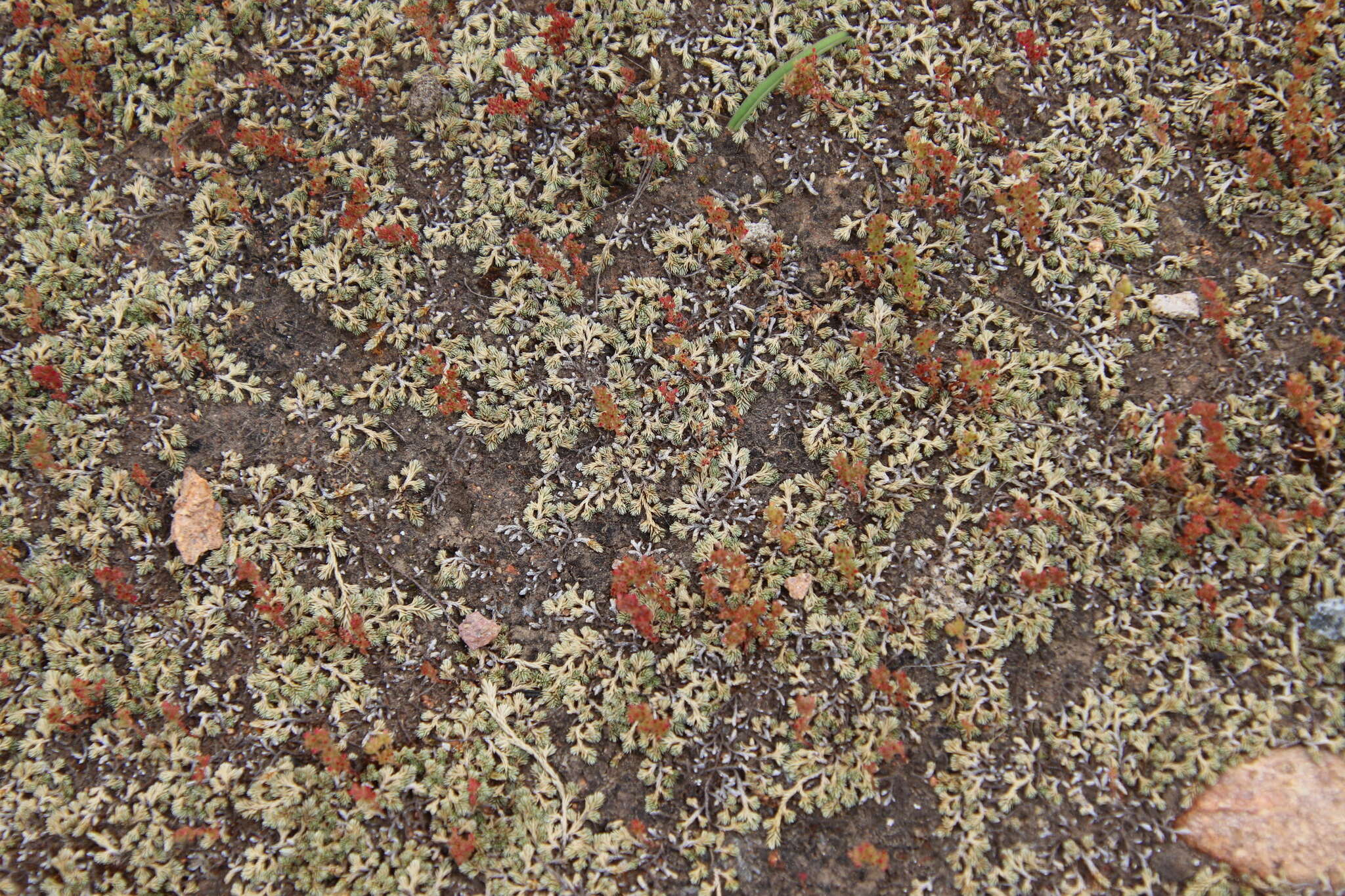 Image of mesa spikemoss