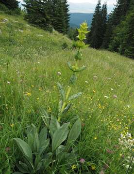 Image of Gentiana lutea subsp. symphyandra (Murb.) Hayek