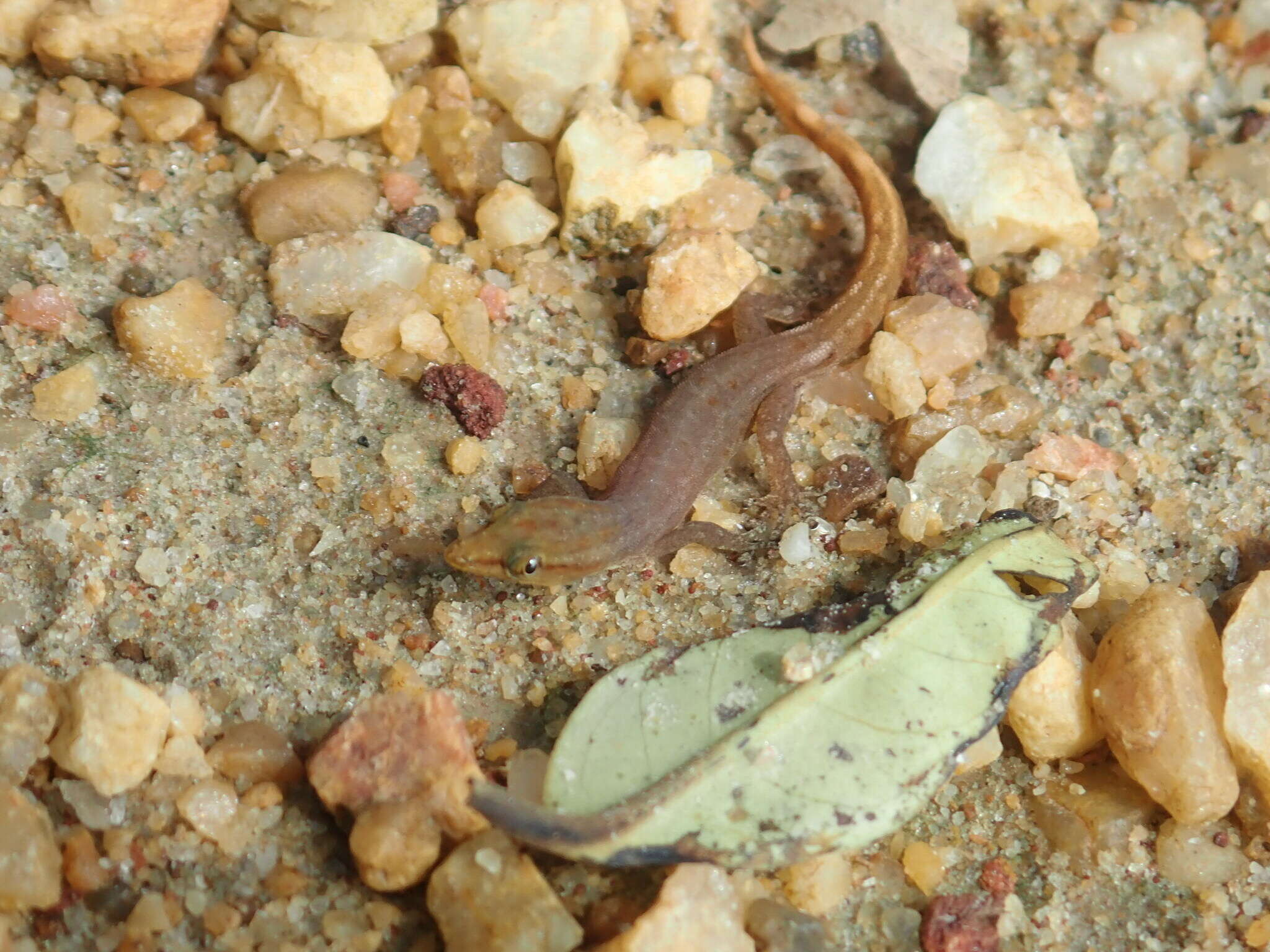 Image of Tobago Least Gecko