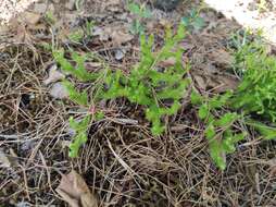 Image of clubmoss