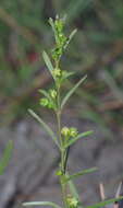 Image of Ceropegia schizoglossoides (Schltr.) Bruyns