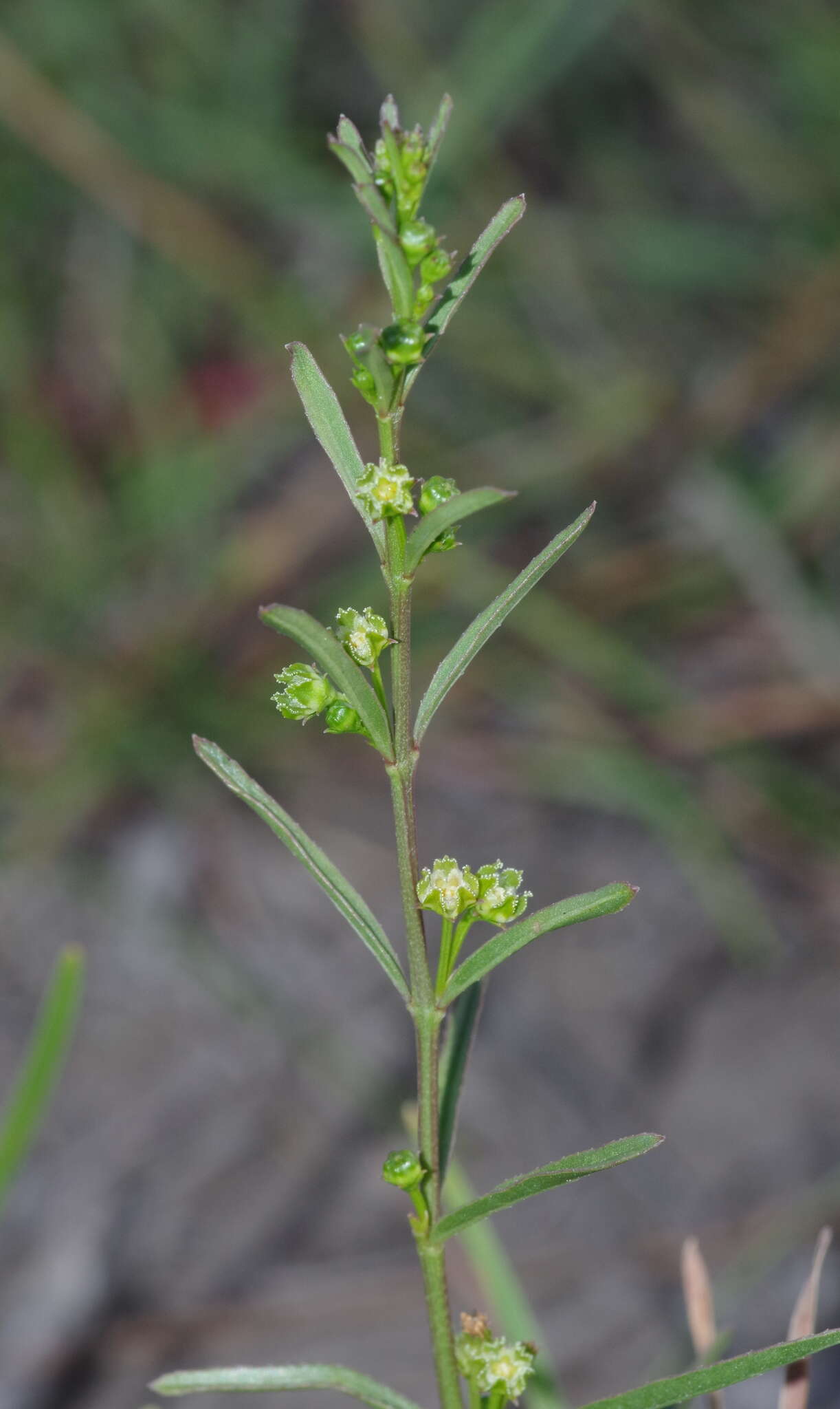 Image of Ceropegia schizoglossoides (Schltr.) Bruyns