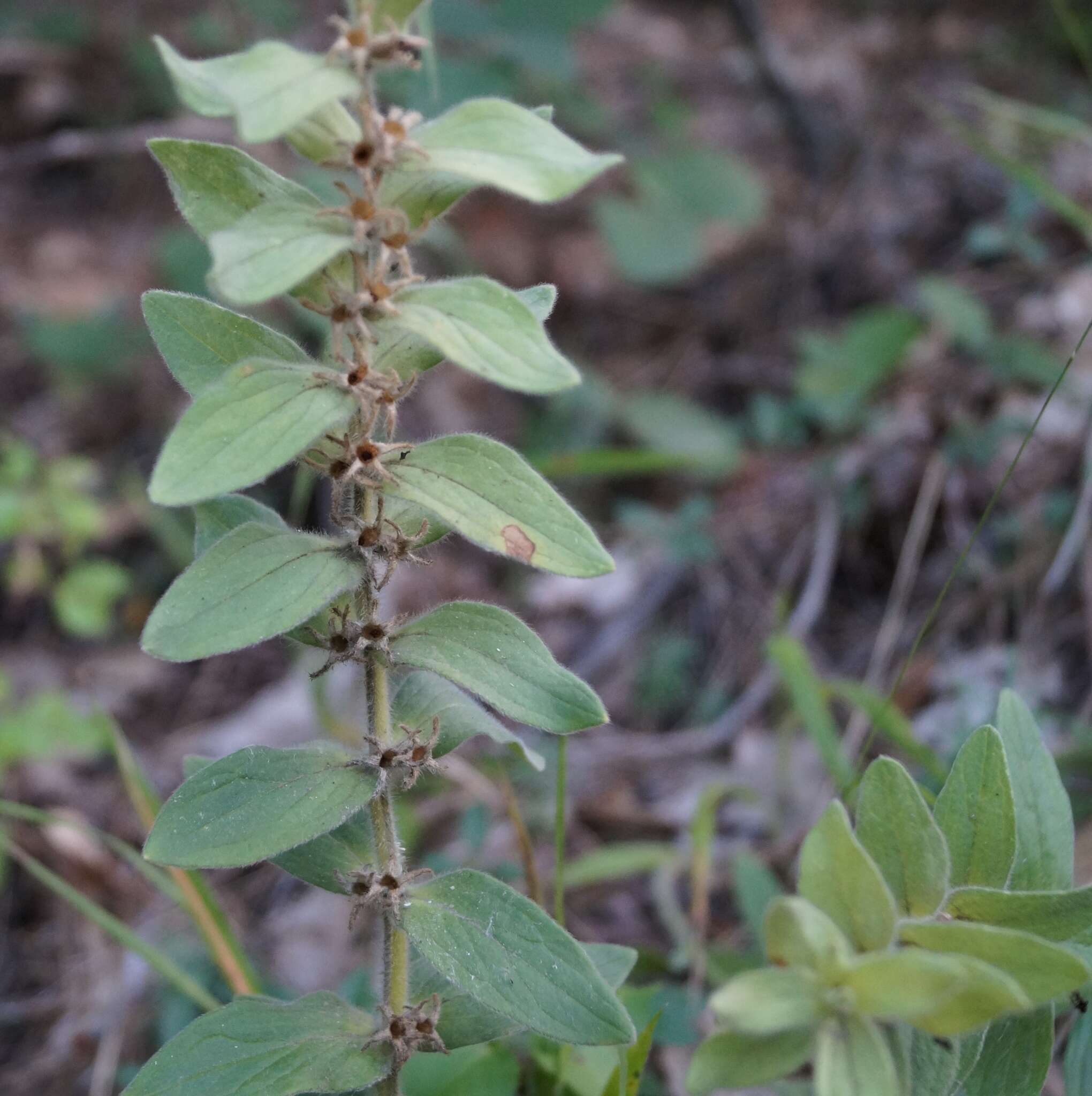 Imagem de Ajuga laxmannii (Murray) Benth.