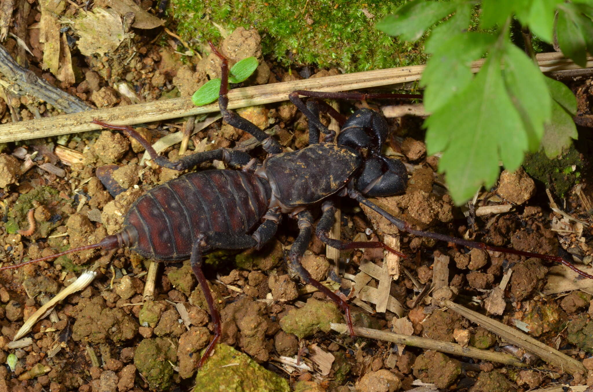 Image of Typopeltis crucifer Pocock 1894