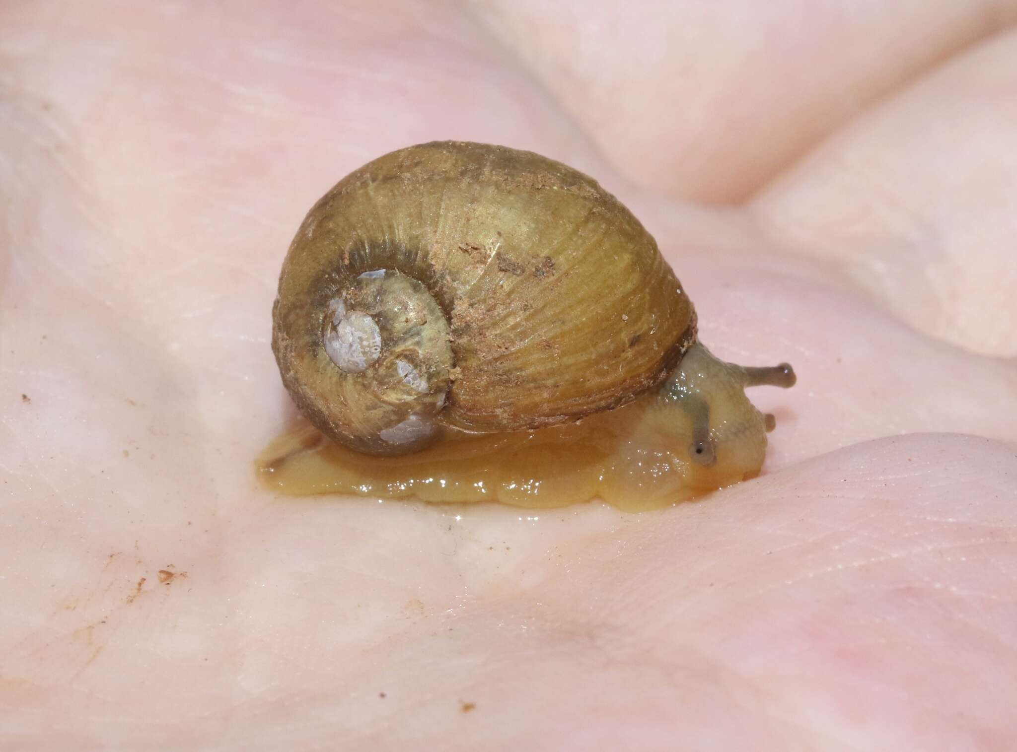 Image of Green Garden Snail