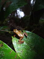 Image of Cayenne Stubfoot Toad