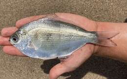 Image of Silver surfperch