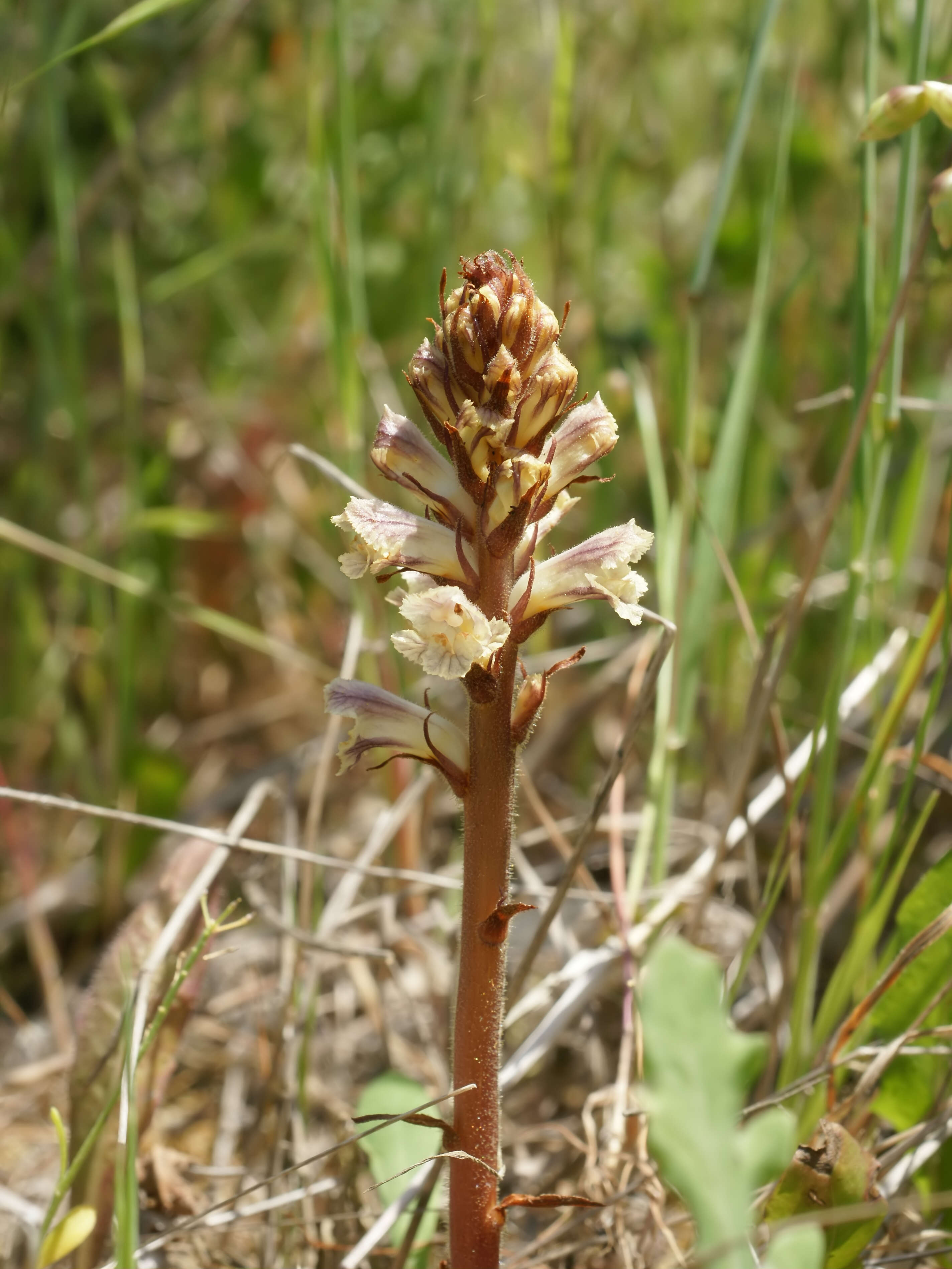 Image of bean broomrape