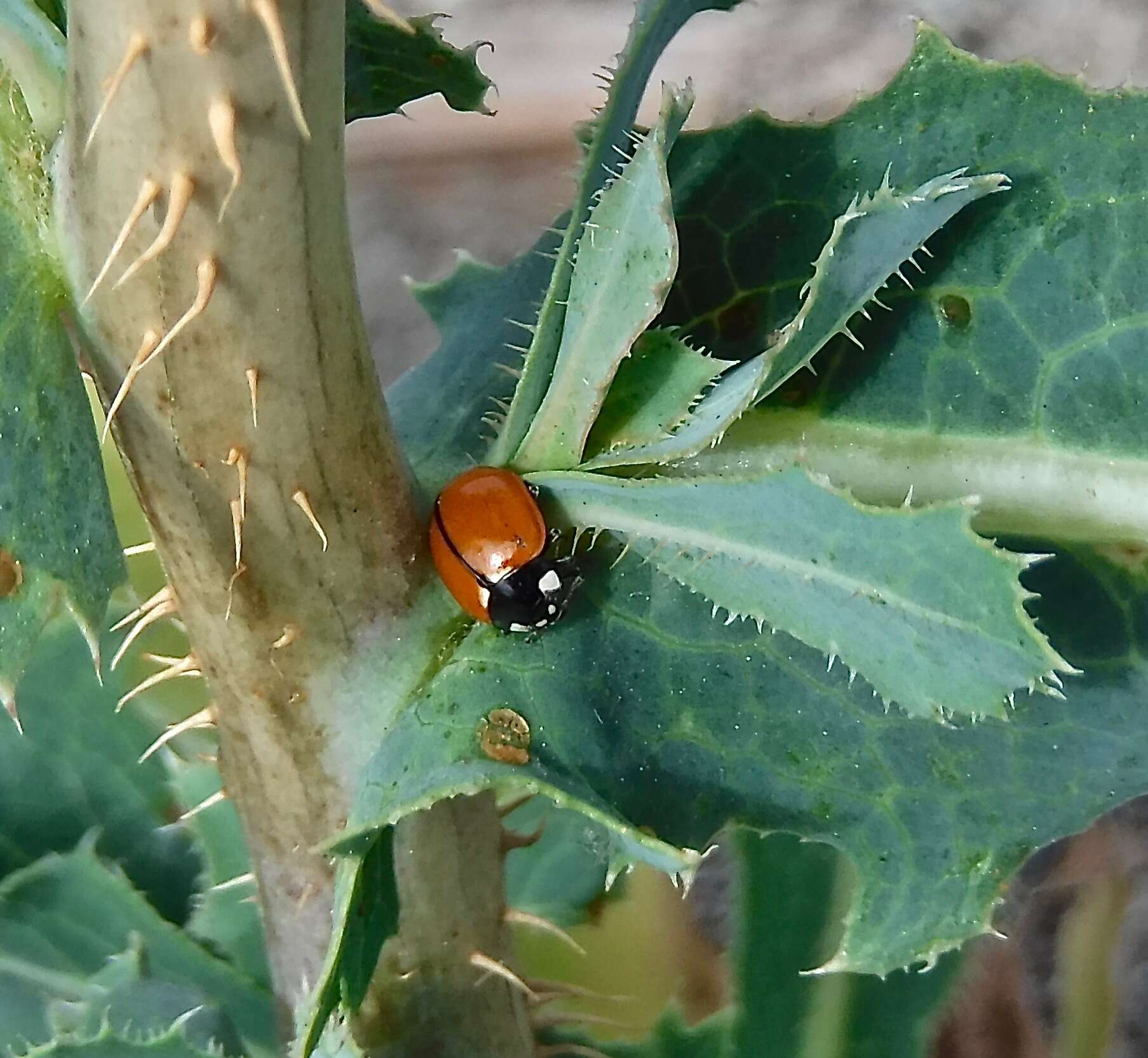 Image of California Lady Beetle