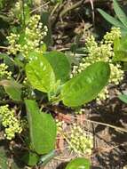 Ceanothus velutinus Dougl. resmi