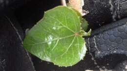 Image of Jatropha cordata (Ortega) Müll. Arg.