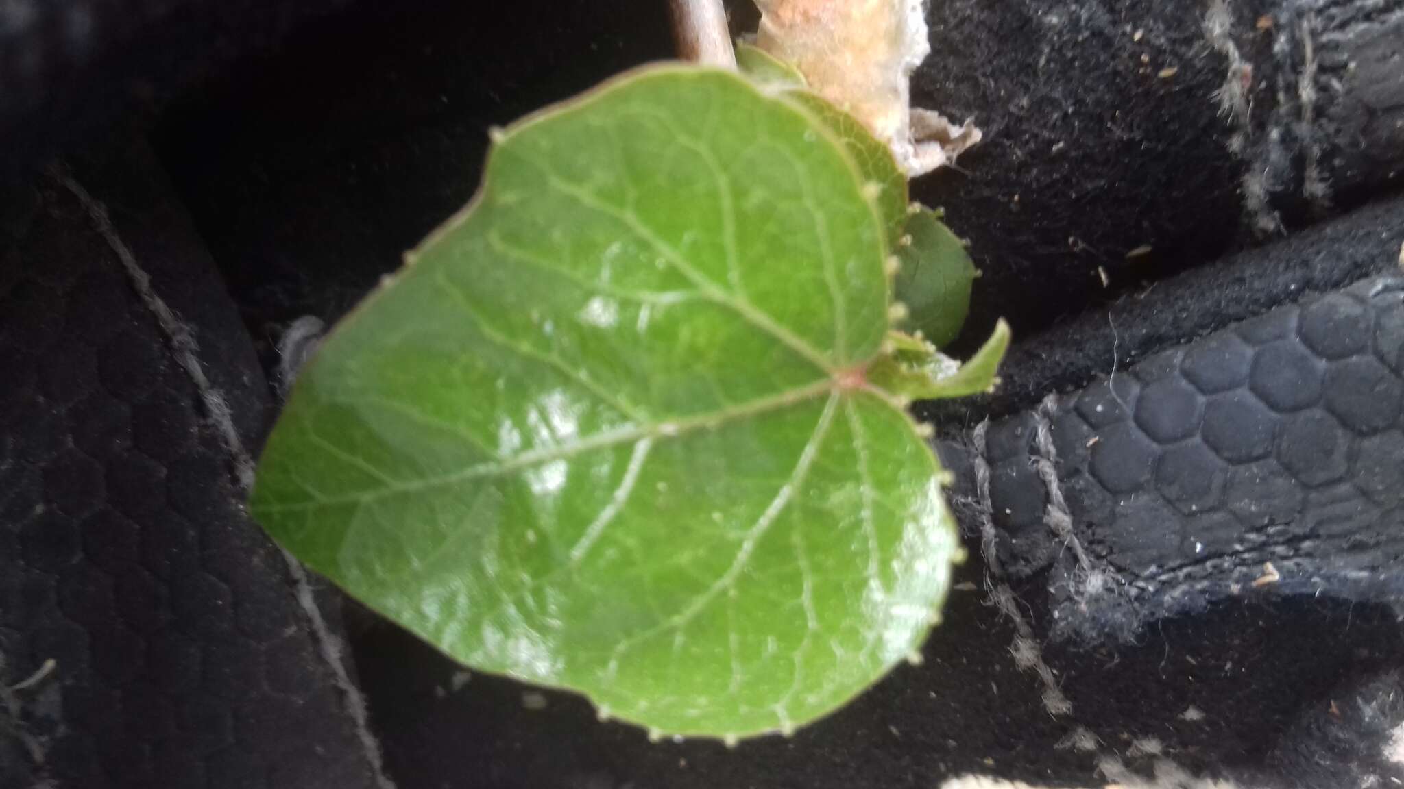 Image of Jatropha cordata (Ortega) Müll. Arg.