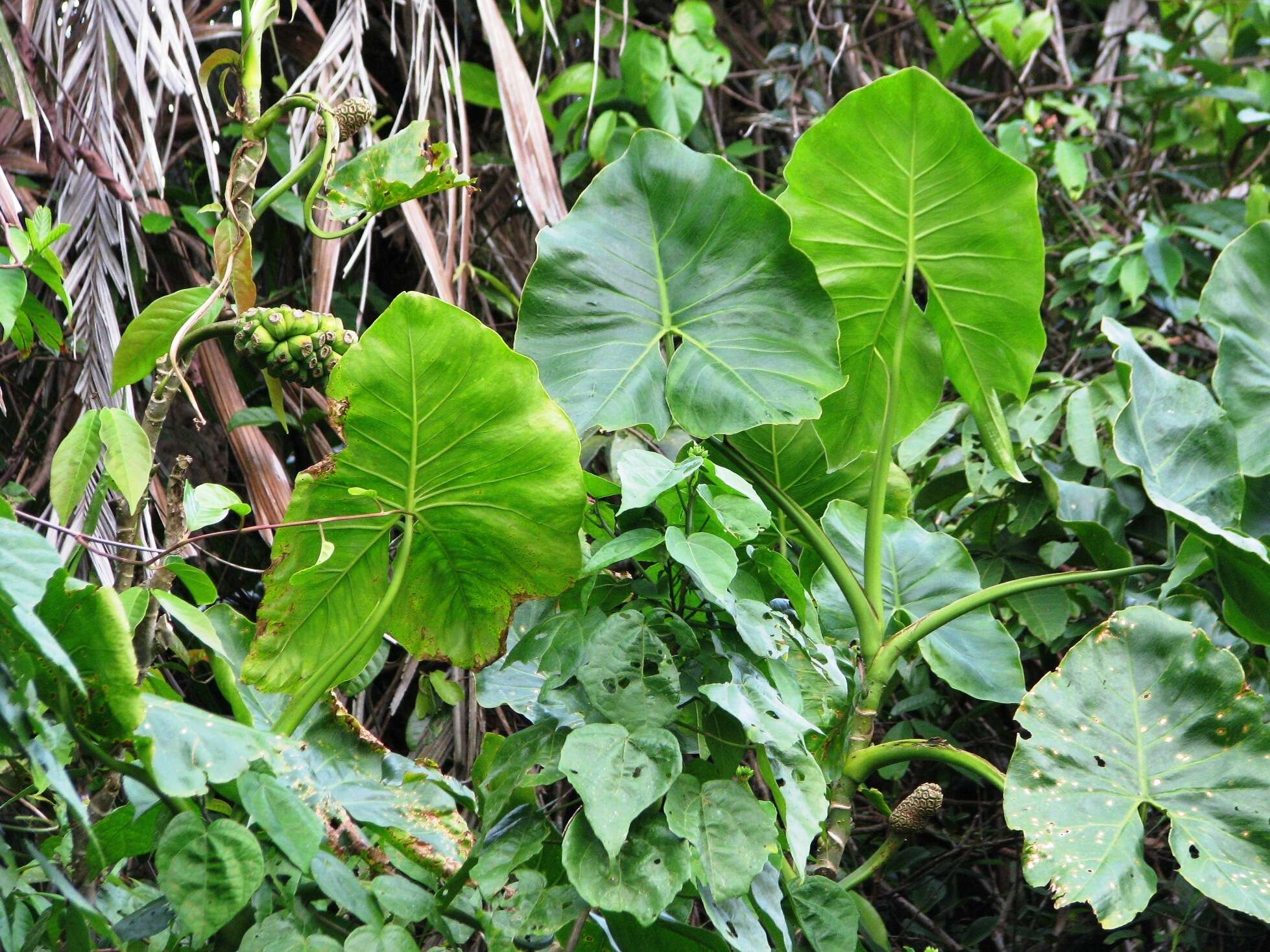 Image de Montrichardia arborescens (L.) Schott