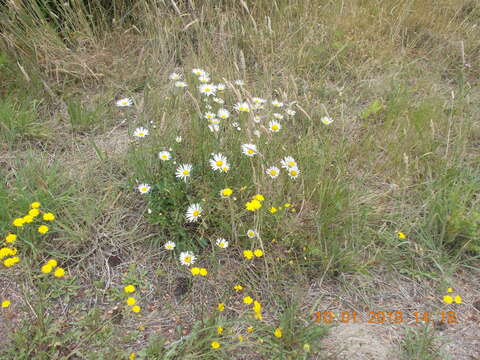 Image of smooth hawksbeard