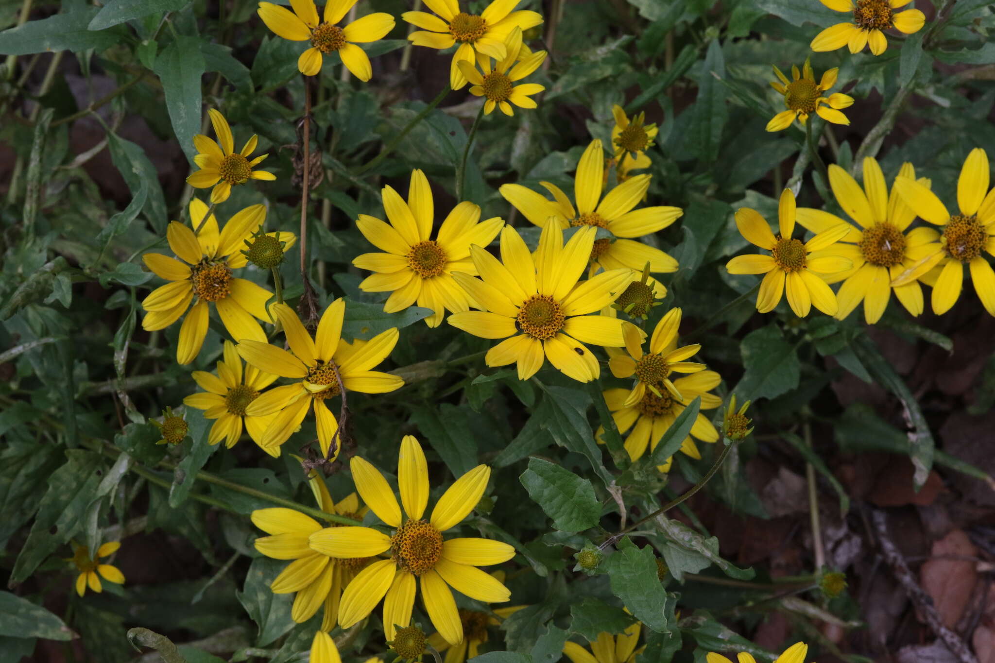 Image of mountain oxeye