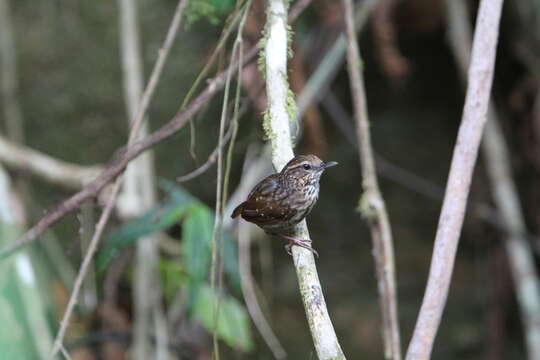 Image of Eyebrowed Wren Babbler