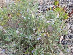 Image of Free-flowering Leschenaultia