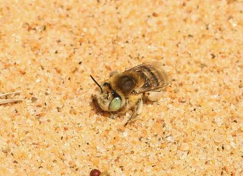 Image of Anthophora bimaculata (Panzer 1798)