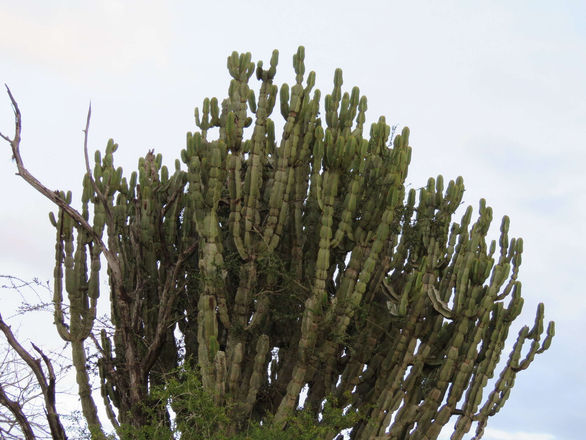 Image of Common Cadelabra tree