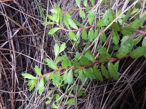 Image of Laurembergia repens subsp. brachypoda (Welw. ex Hiern) Oberm.