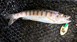 Image of Cherry salmon