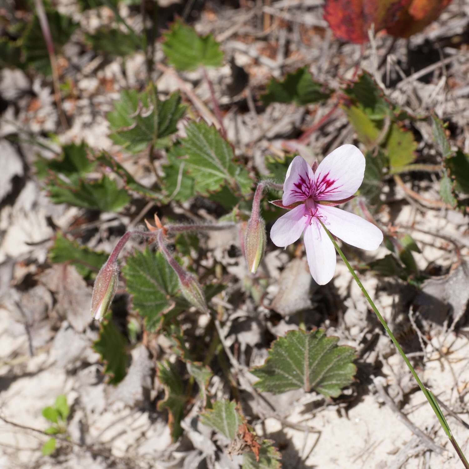 Image of Pelargonium elegans (Andr.) Willd.