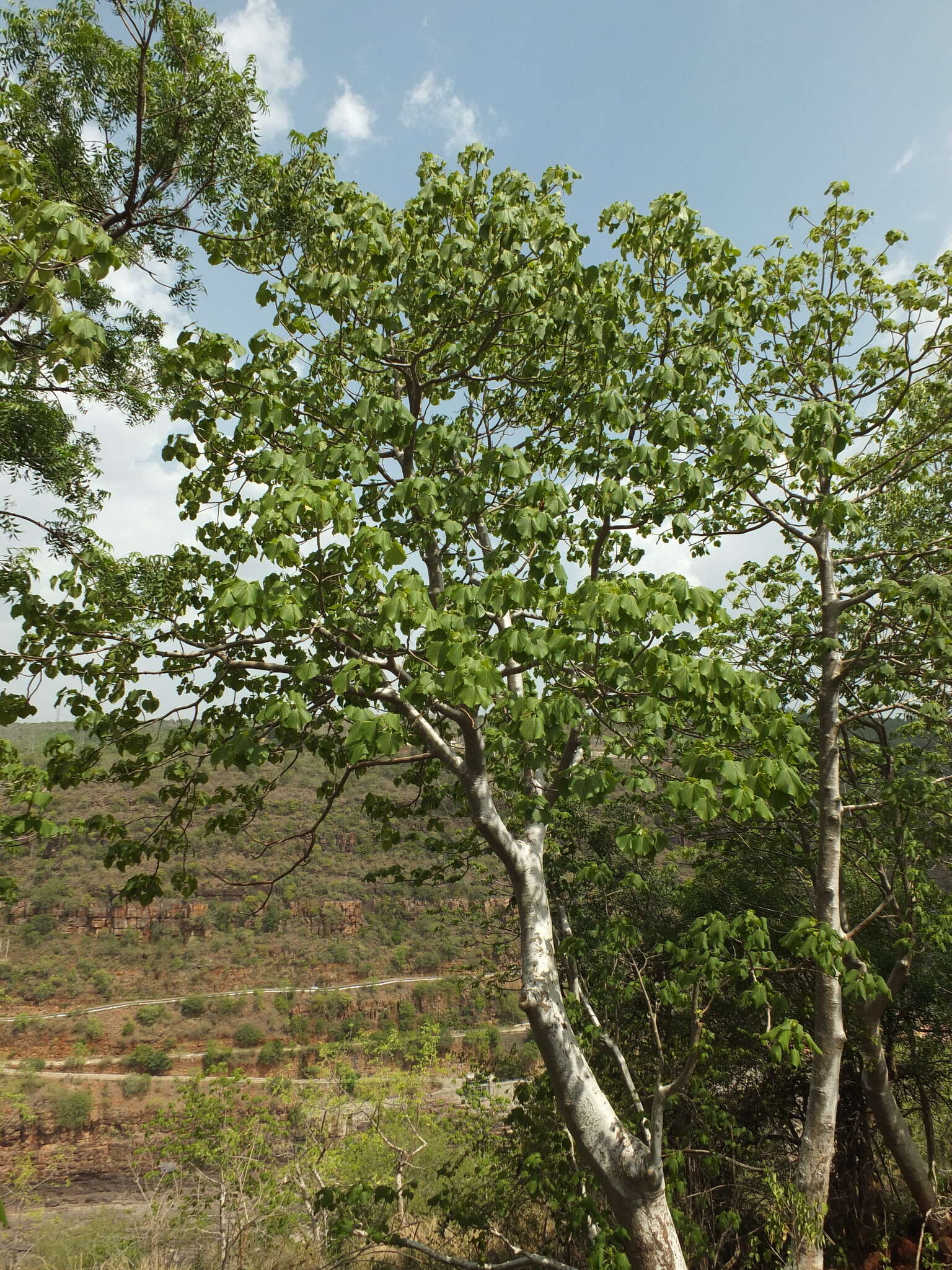 Image of Gyrocarpus