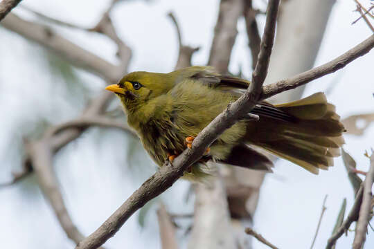 Image of Bell Miner