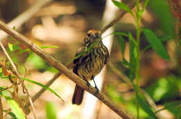 Image of Blue-billed Black Tyrant