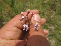 Imagem de Verbena montevidensis Spreng.