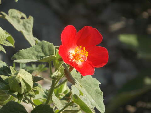 Image of heartleaf rosemallow