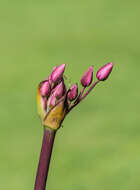 Image of flowering rush family