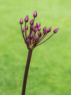 Image of flowering rush family