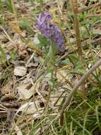 Sivun Corydalis subjenisseensis E. M. Antipova kuva