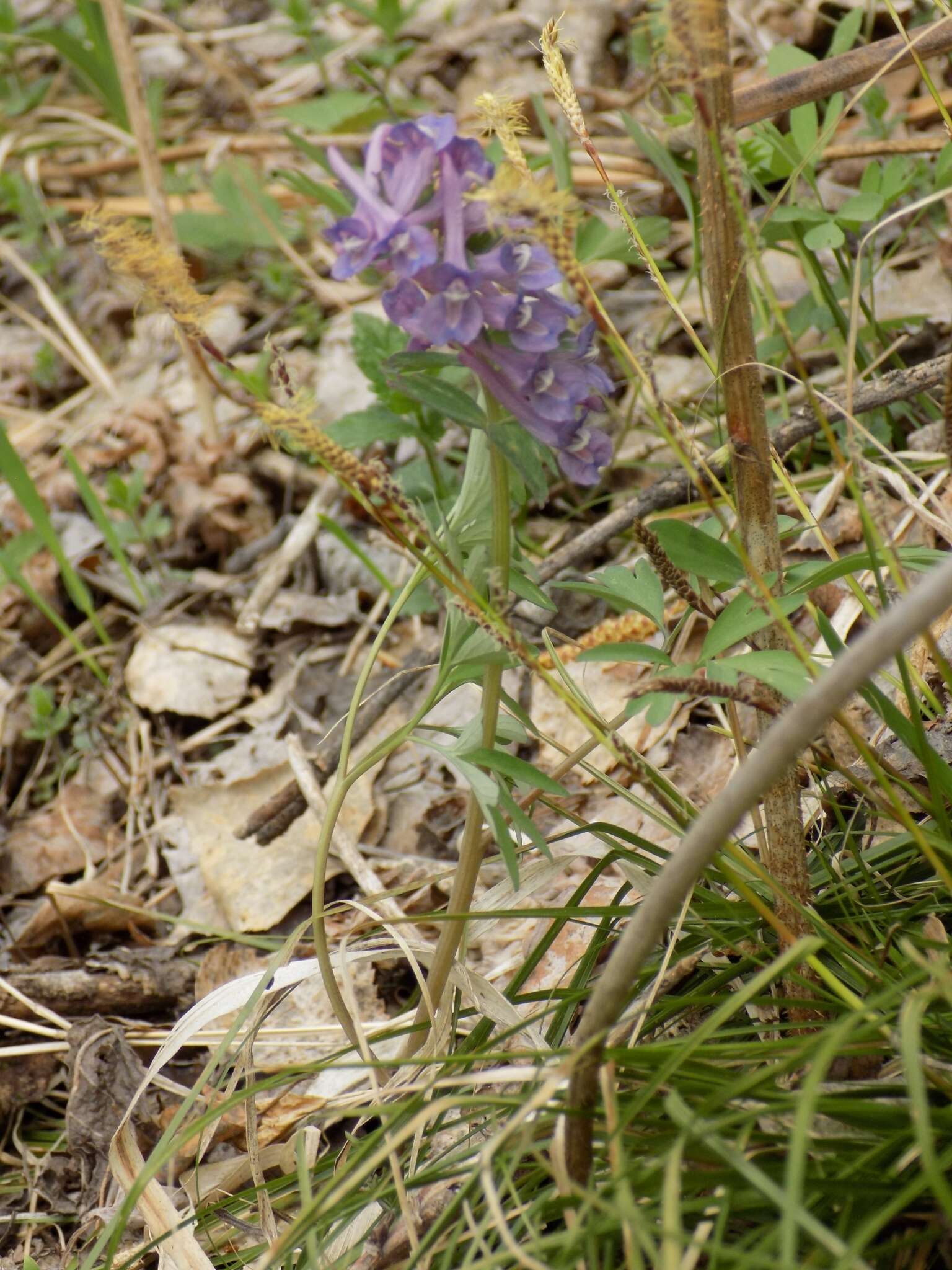 Image de Corydalis subjenisseensis E. M. Antipova