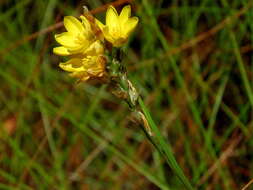 Image of Ixia odorata Ker Gawl.