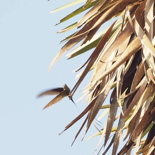 Image of African Palm Swift