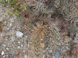 Image of Cylindropuntia cedrosensis Rebman