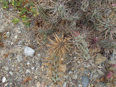 Image of Cylindropuntia cedrosensis Rebman