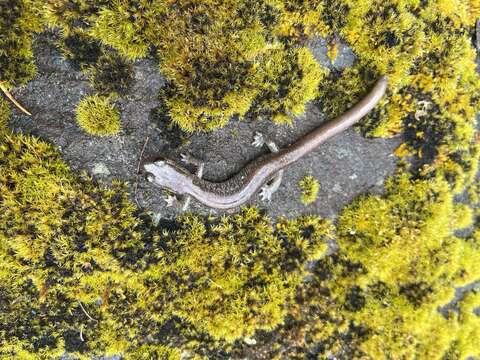 Image of Scottbar Salamander