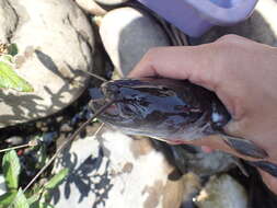 Image of Amur catfish