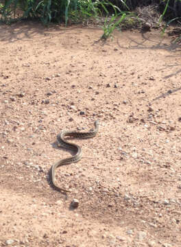 Image de Thamnophis marcianus (Baird & Girard 1853)