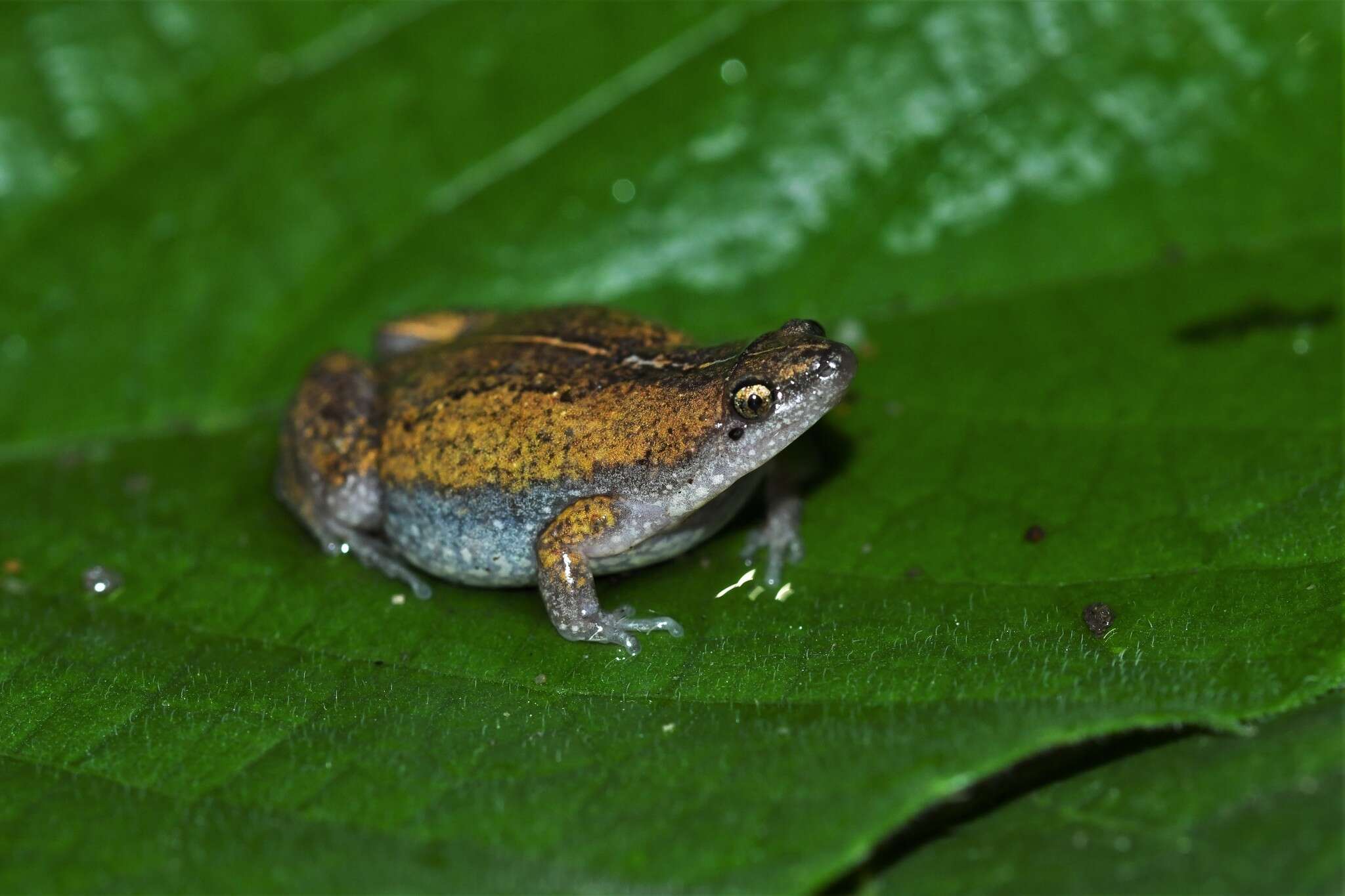 Elachistocleis panamensis (Dunn, Trapido & Evans 1948)的圖片