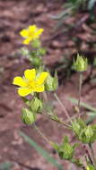 Image de Potentilla chalchorum Sojak