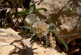 Image of Lomelosia porphyroneura (Blakelock) W. Greuter & Burdet