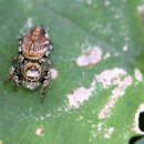 Image of Evarcha fasciata Seo 1992