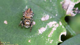 Image of Evarcha fasciata Seo 1992